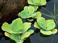 Repollito Lechugita Pistia Stratiotes